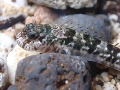 Notchfin Blenny photo 2