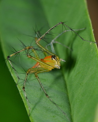 Oxyopes