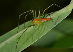 Oxyopes