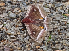 Bunaea alcinoe