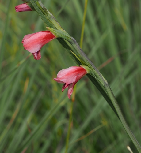 Image of Gladiolus crassifolius by (c) desertnaturalist, some rights reserved (CC BY)