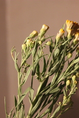 Galatella biflora