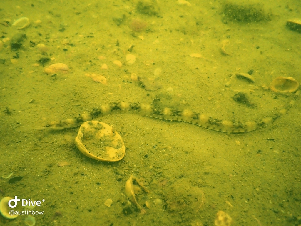 Bull pipefish (Syngnathus springeri) — Syngnathidae