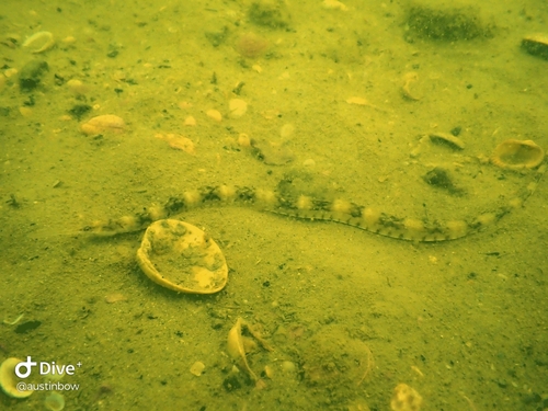 Bull pipefish (Syngnathus springeri) — Syngnathidae