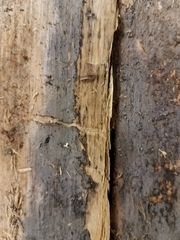 Botryohypochnus isabellinus
