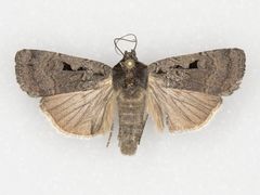 Parabagrotis insularis