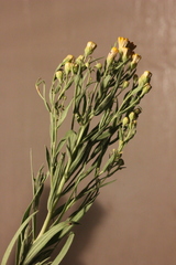 Galatella biflora