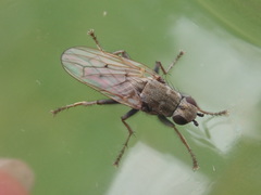 Helcomyza ustulata