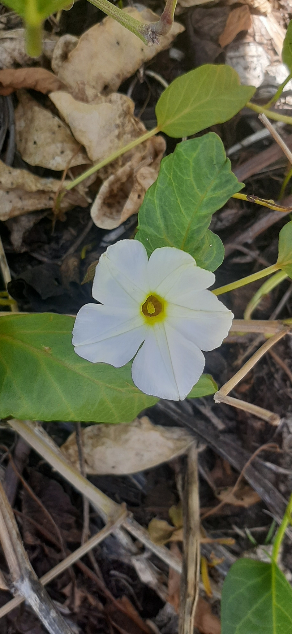 Ipomoea imperati