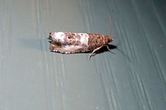 Notocelia rosaecolana