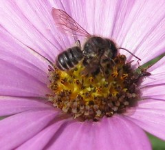 Megachile centuncularis