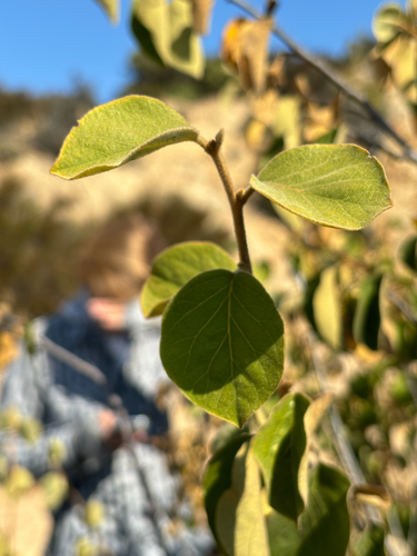 Snowdrop Bush foliage