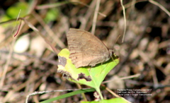 Pindis squamistriga