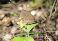 Pindis squamistriga
