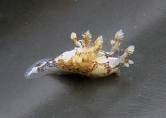 Ancula lentiginosa