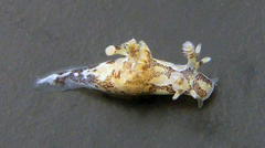 Ancula lentiginosa