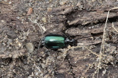 Lebia