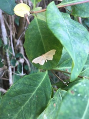 Idaea emarginata