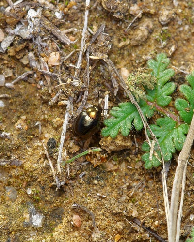 Coreopsis Leaf Beetle photo 4