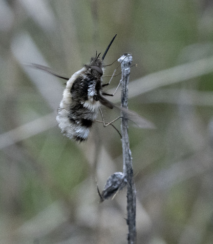 Bombylius anthophilus observed 2025-02-15