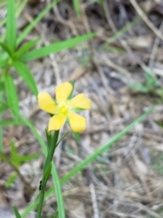 Hypericum drummondii