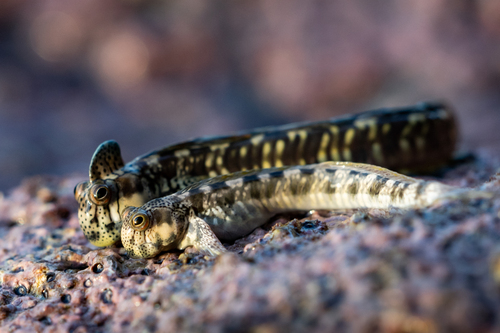 Leaping rockskipper (Alticus arnoldorum) — Blenniidae — 4