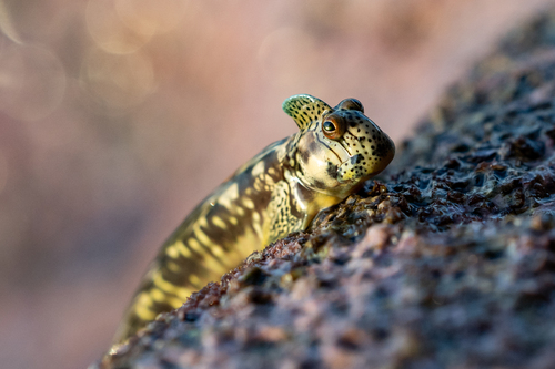 Leaping rockskipper (Alticus arnoldorum) — Blenniidae