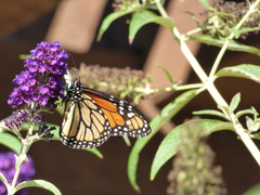 Danaus plexippus