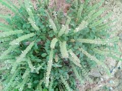 Ocimum americanum