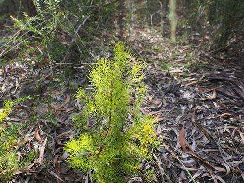 Image of Persoonia tenuifolia by (c) Lucas Christofides, some rights reserved (CC BY)