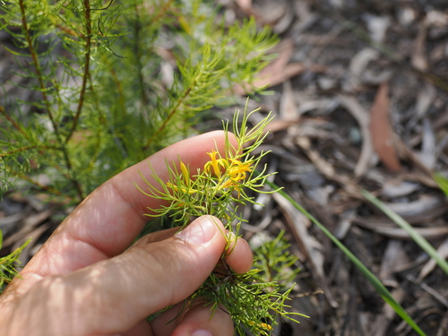 Image of Persoonia tenuifolia by (c) Lucas Christofides, some rights reserved (CC BY)