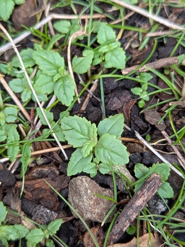 Sticky Monkey Flower seedling
