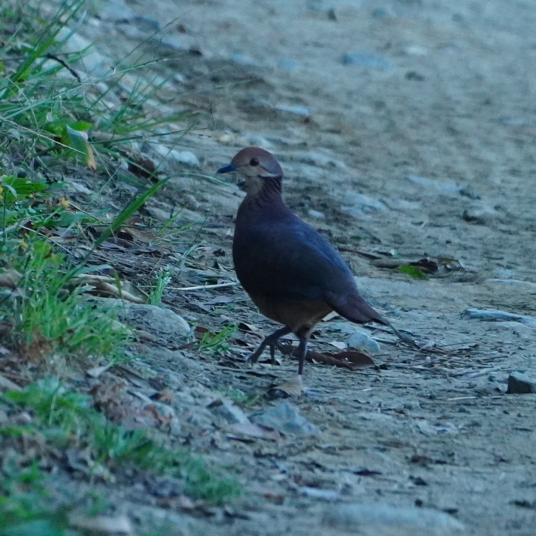 Lined Quail-Dove (Zentrygon linearis), photo 2