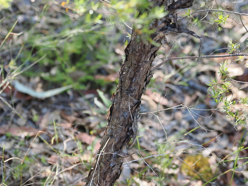 Image of Gaudium trinervium by (c) Lucas Christofides, some rights reserved (CC BY)
