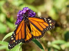 Danaus plexippus
