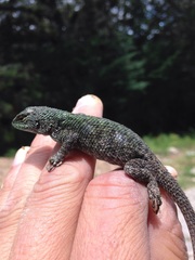 Sceloporus taeniocnemis