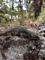 Sceloporus taeniocnemis