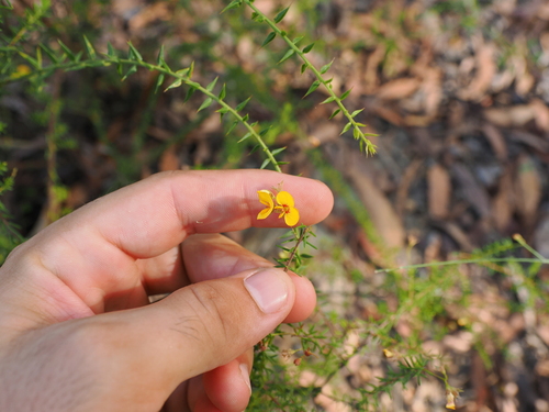 Image of Heathy Parrot Pea (Dillwynia retorta) by (c) Lucas Christofides, some rights reserved (CC BY)