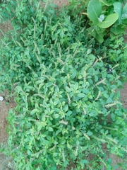 Ocimum americanum