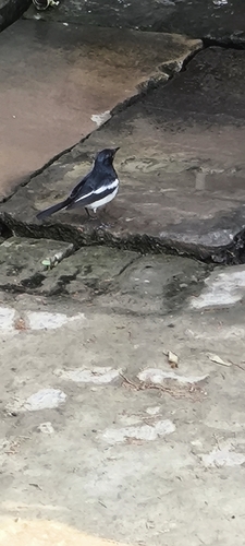 Oriental Magpie-Robin