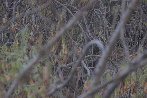 White-throated Earthcreeper