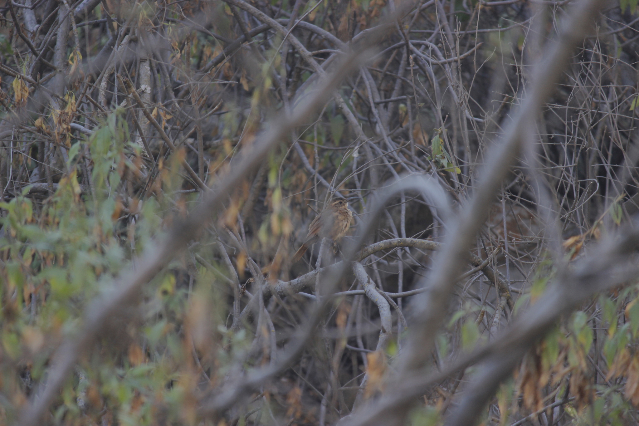 White-throated Earthcreeper (Upucerthia albigula), photo 9