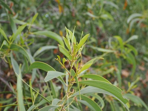 Image of Acacia disparrima by (c) Lucas Christofides, some rights reserved (CC BY)