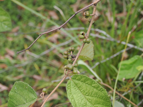 Image of Grewia latifolia by (c) Lucas Christofides, some rights reserved (CC BY)