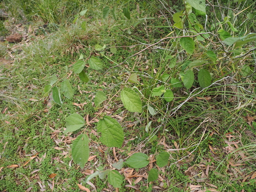 Image of Grewia latifolia by (c) Lucas Christofides, some rights reserved (CC BY)