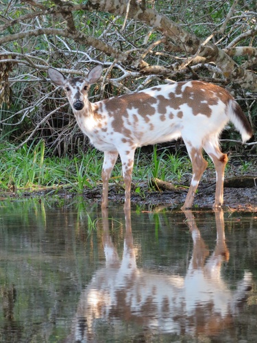 White-tailed Deer photographed in Florida