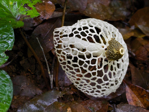 bridal veil stinkhorn