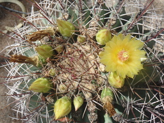 Ferocactus emoryi emoryi
