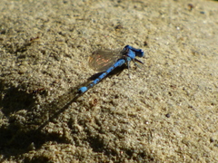 Argia vivida