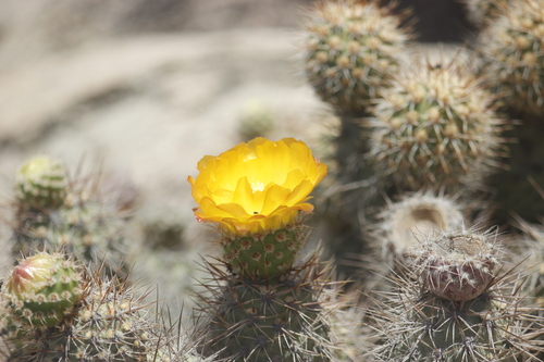 Cumulopuntia sphaerica, photograph 6